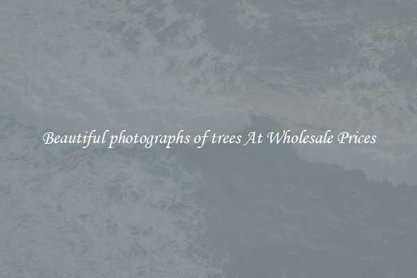 Beautiful photographs of trees At Wholesale Prices